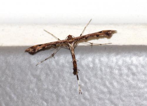 Amblyptilia acanthadactyla